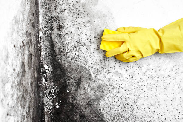 Best Office Mold Removal Services  in Luverne, AL