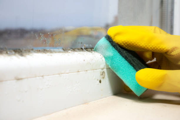 Best Local Mold Removal Service  in Luverne, AL