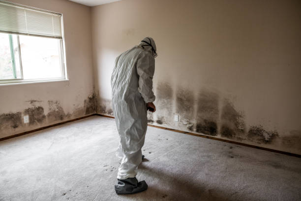 Best Certified Mold Removal  in Luverne, AL