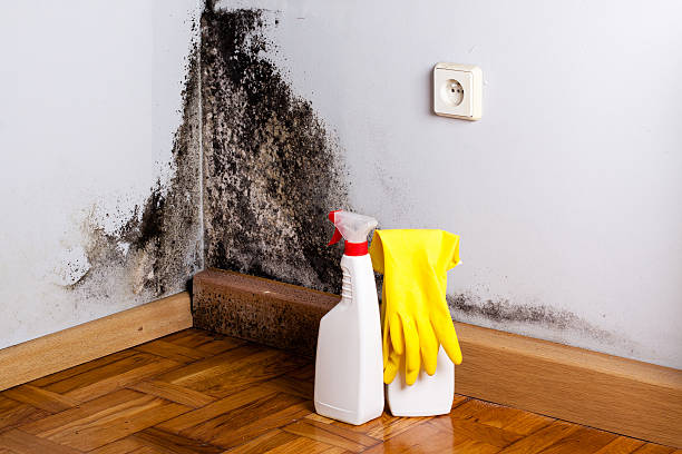 Best Attic Mold Removal  in Luverne, AL
