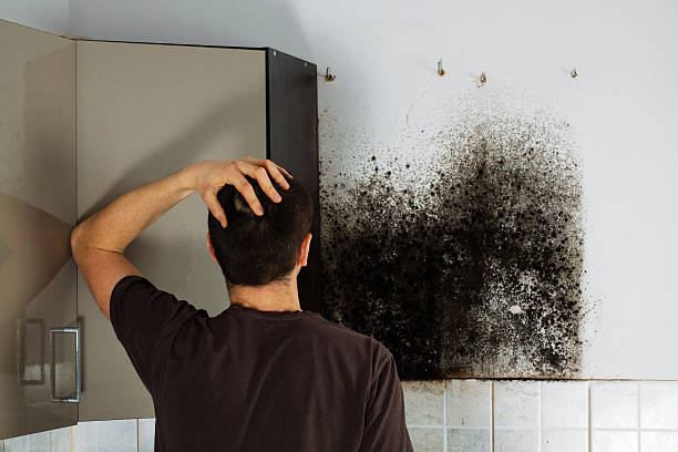 Best Professional Mold Removal  in Luverne, AL