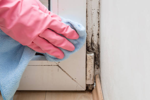 Certified Mold Removal in Luverne, AL