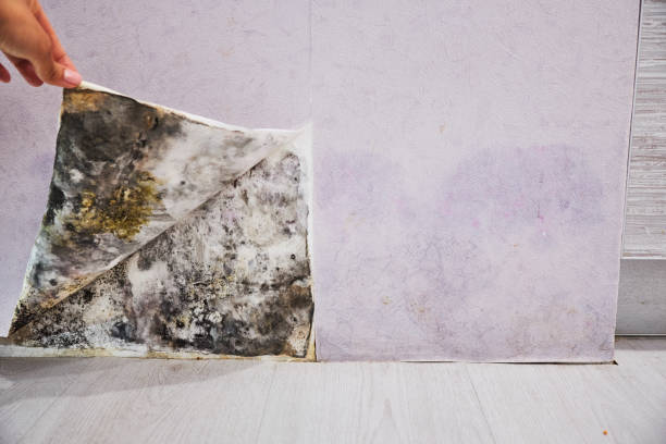 Best Toxic Mold Removal  in Luverne, AL